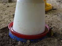 Chickensitter - Wasserspender mit Heizung